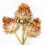 Cynara Flower