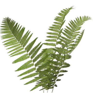 Flat Fern