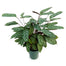 8 In Calathea