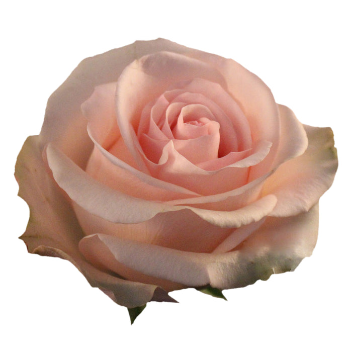 Rose 40cm Novia