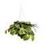 8" Prayer Plant Hanging Basket - Red