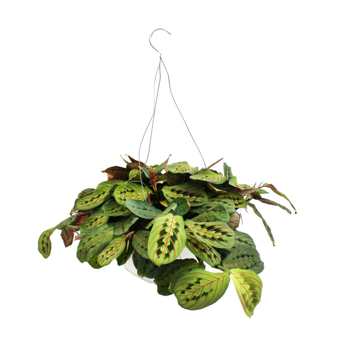 8" Prayer Plant Hanging Basket - Red