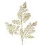 Maidenhair Fern