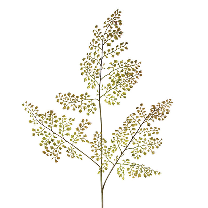 Maidenhair Fern