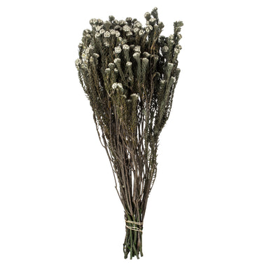 16-22" Natural White Cotton Phylica (4 oz)
