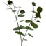 Eucalyptus Spray