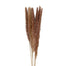 29" Dried Pampas Bunch - Natural
