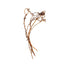 Kiwi Vine 26-28 In - Natural
