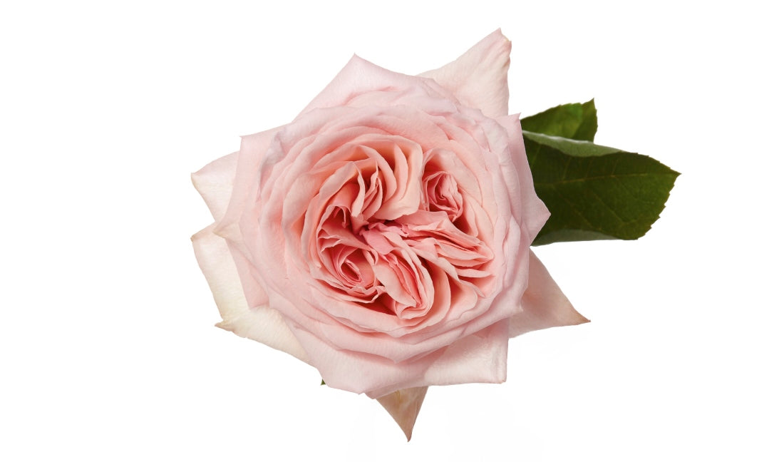Rose Pink Pink O'Hara 60cm