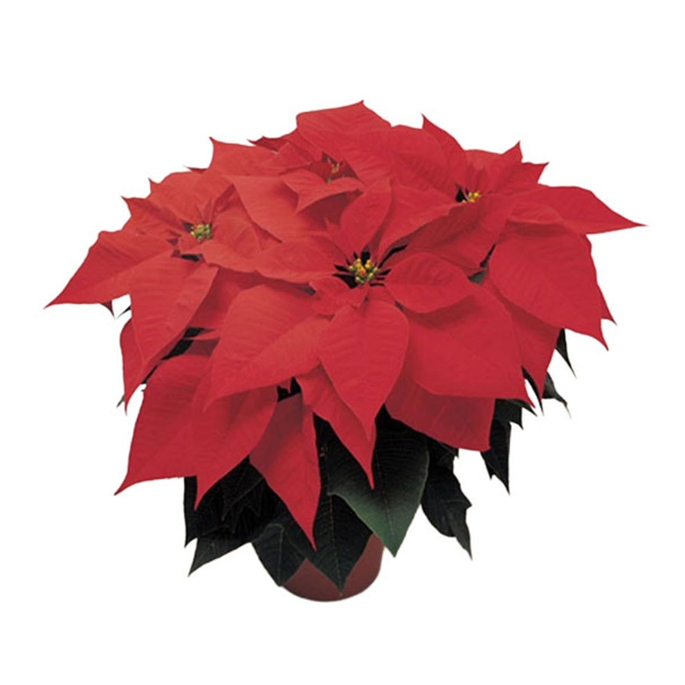 Poinsettias 2020