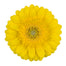 Germini Yellow Sundee