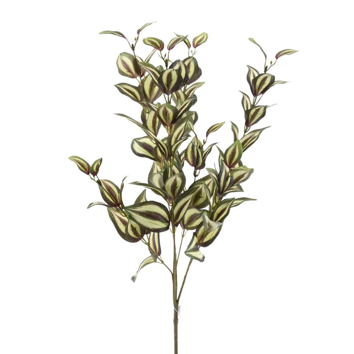 24 in Wandering Jew Bush - Green/Cream