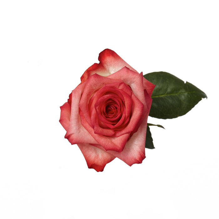Rose Novelty Blush 50cm