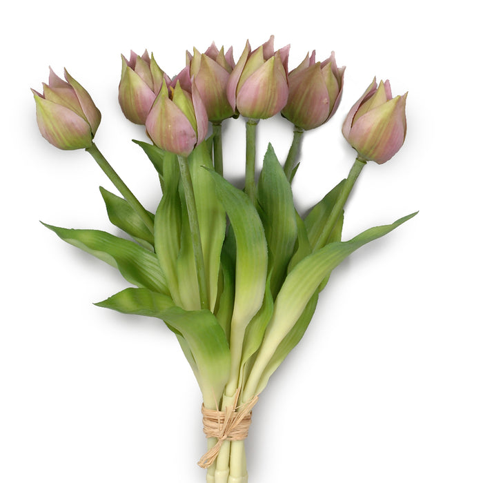 13" Darwin Tulip Bundle - Purple