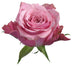 Rose Pink Art Deco 40cm