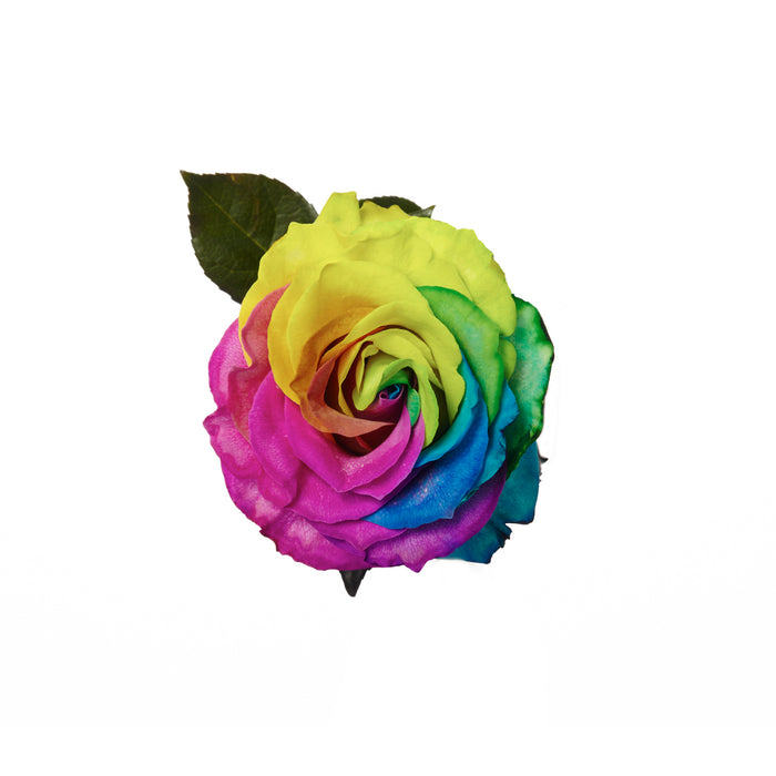 Rose 60cm Tinted Rainbow