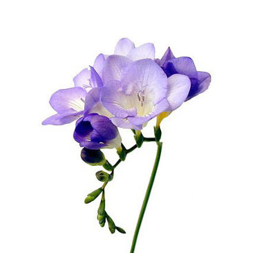 Freesia