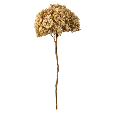 15 in Ivory Hydrangea Stem