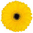 Germini Yellow Pacman