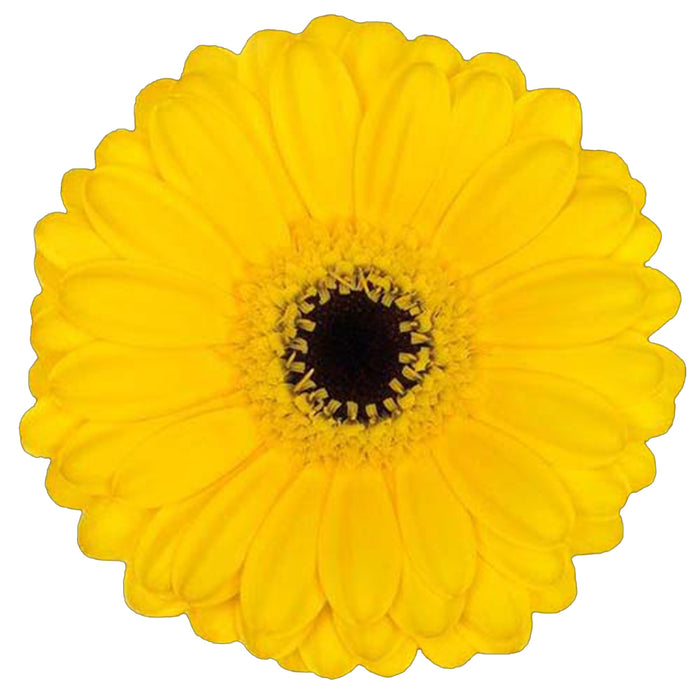 Germini Yellow Pacman