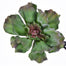Succulent Pick - Green