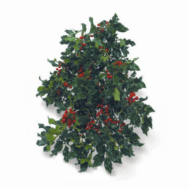 10lb Green English Holly