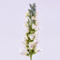 32" Foxglove Stem - White