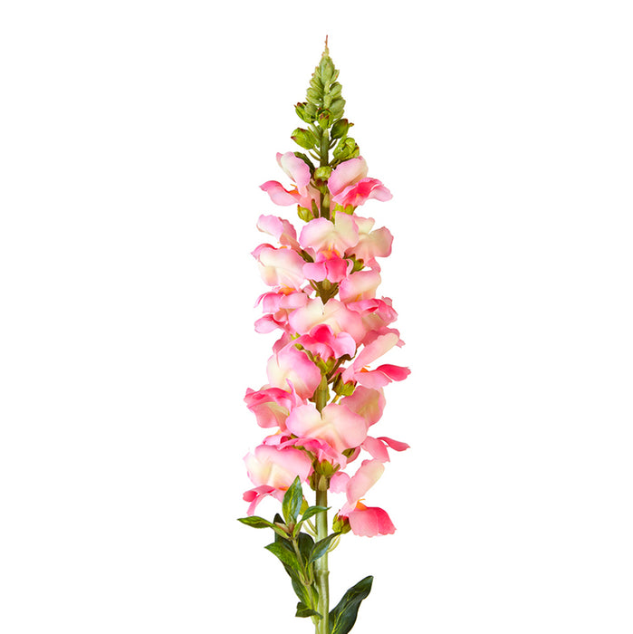 Snapdragon