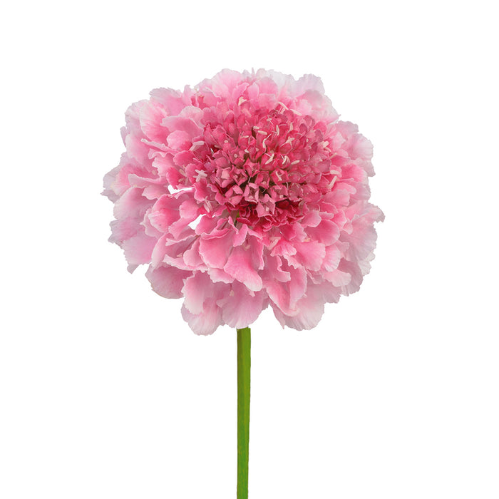 Scabiosa