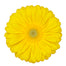 Gerber Daisy