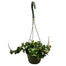 6 In Hoya Hindu Rope