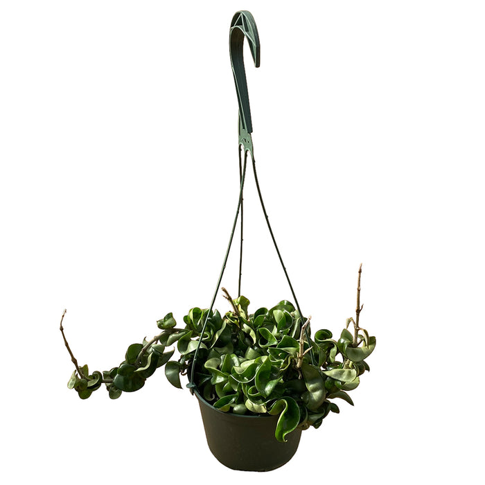 6 In Hoya Hindu Rope