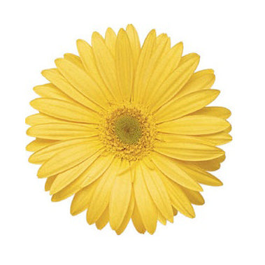 Gerbera Yellow Wake Up