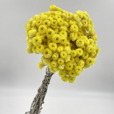 Helicrysum Natural