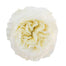 Garden Rose White Cloud