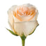 Peach Roses