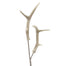 24" Iridescent Antler Spray - White