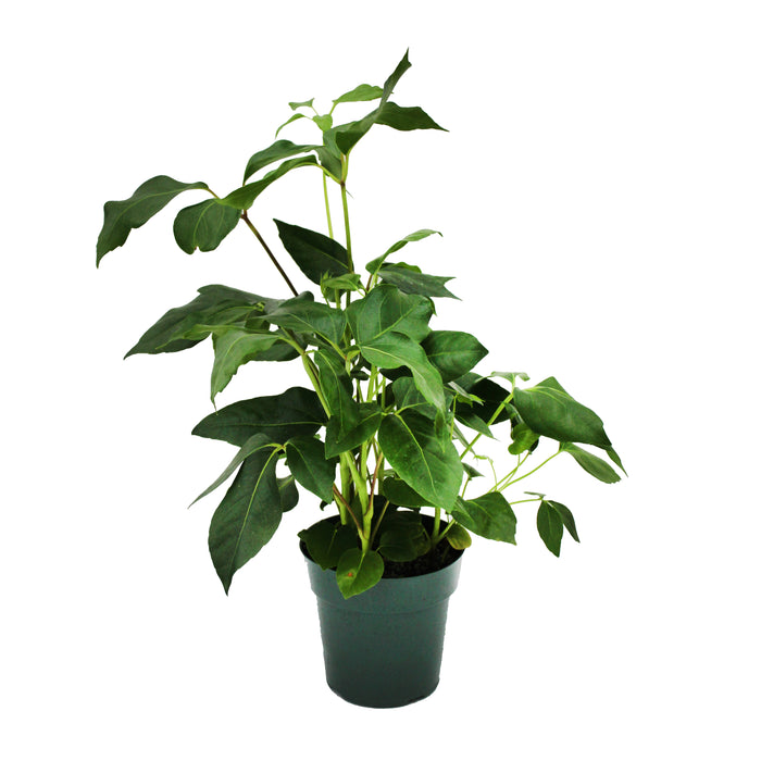 6 in Philodendron
