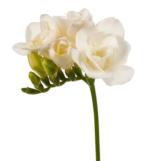 Freesia