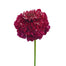 Scabiosa