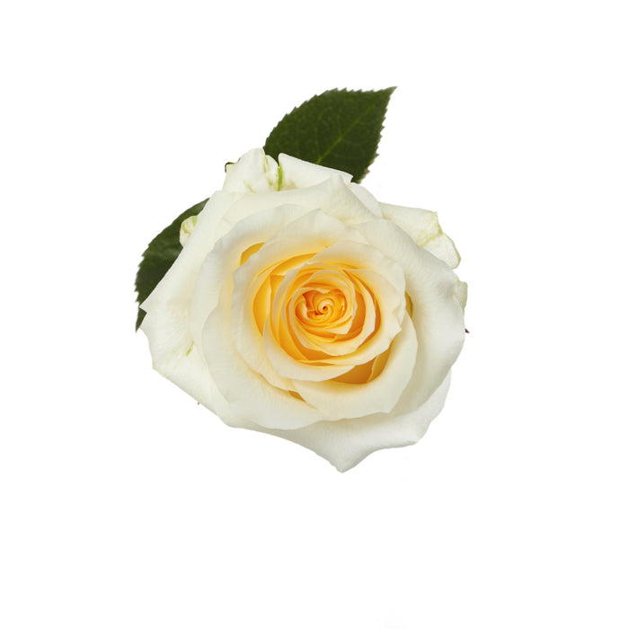 Rose 60cm Creme De La Creme