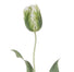22" Tulip Parrot Closed Short - Green/White