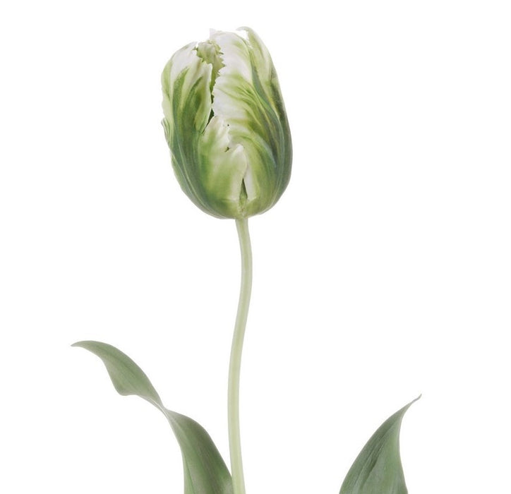 22" Tulip Parrot Closed Short - Green/White