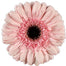 Gerbera Pink Cameron