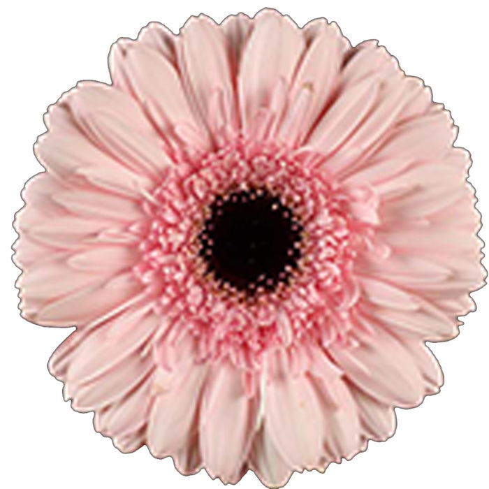 Gerbera Pink Cameron