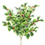 Holly Bush Variegated