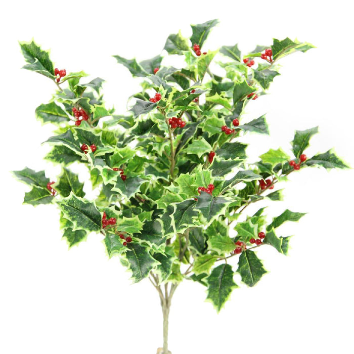 Holly Bush Variegated