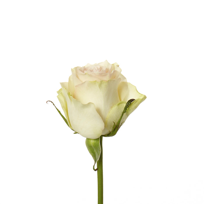 Rose Peach Marzipan 40cm