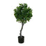 3' Italian Ficus Topiary - Green
