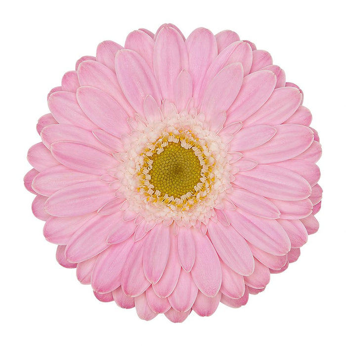 Germini Pink Babble